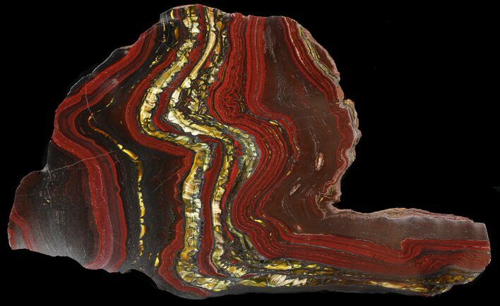 Polished Tiger Iron Stromatolite - ( Billion Years) #46798